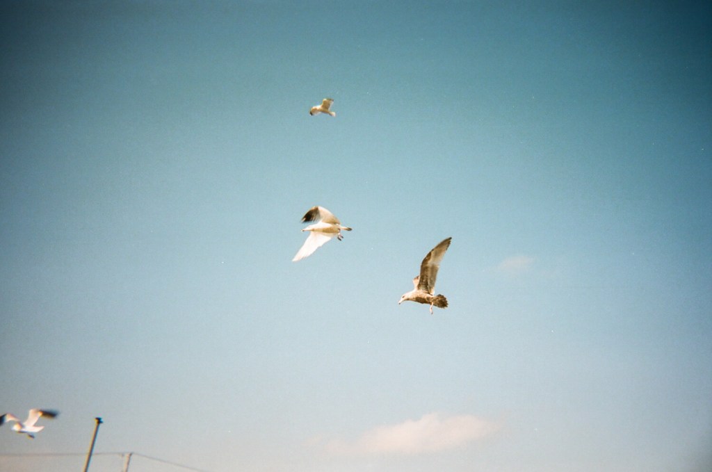 Quatre mouettes volant dans un ciel bleu. Il y a quelques nuages blancs vers le bas de l'image. 
 & #10;5 cadres... De Kodak Portra 400 sur un appareil photo plastique Kodak M35 - par Kerry Constantino